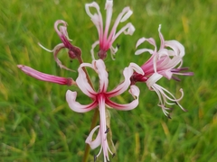 Nerine angustifolia
