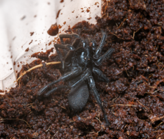 Hadronyche modesta