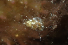 Styliferina translucida