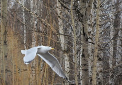 Larus argentatus