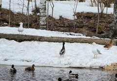 Larus argentatus