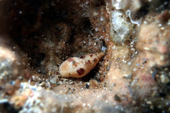 Pagurixus handrecki