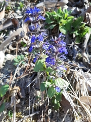Ajuga genevensis