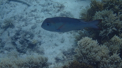 Monotaxis grandoculis