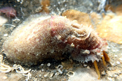 Amblychilepas oblonga
