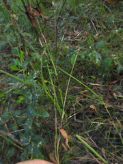 Chrysopogon sylvaticus