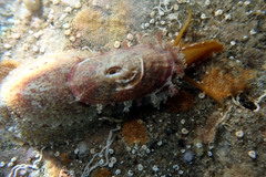 Amblychilepas oblonga