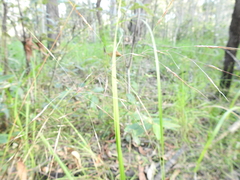 Chrysopogon sylvaticus