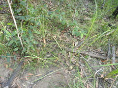 Chrysopogon sylvaticus