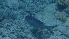 Monotaxis grandoculis