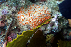 Polyandrocarpa lapidosa