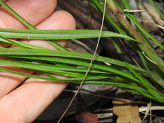 Chrysopogon sylvaticus