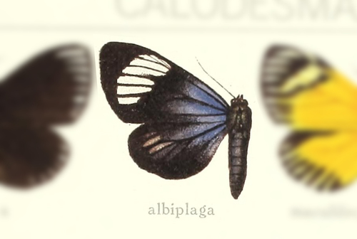Isostola thabena