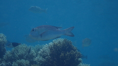 Monotaxis grandoculis