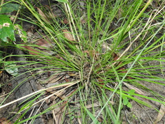 Chrysopogon sylvaticus