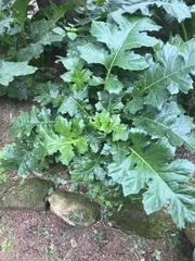 Acanthus mollis