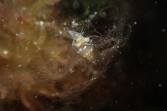 Styliferina translucida