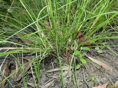 Chrysopogon sylvaticus