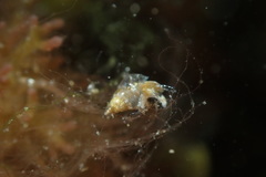 Styliferina translucida