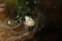 Styliferina translucida