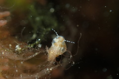 Styliferina translucida