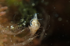 Styliferina translucida
