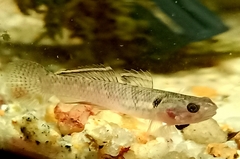 Mugilogobius chulae