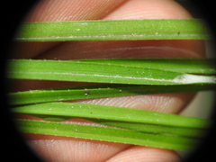 Chrysopogon sylvaticus