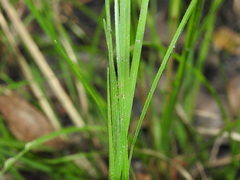 Chrysopogon sylvaticus