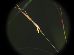 Chrysopogon sylvaticus