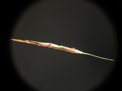 Chrysopogon sylvaticus