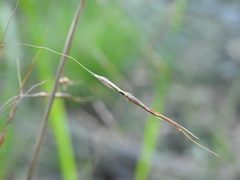 Chrysopogon sylvaticus