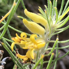 Persoonia saccata