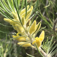 Persoonia saccata