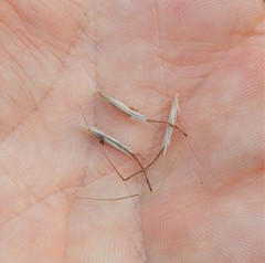 Chrysopogon sylvaticus