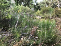 Persoonia saccata