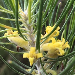 Persoonia saccata
