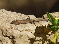 Algyroides moreoticus