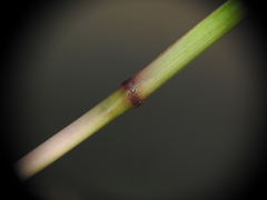 Chrysopogon sylvaticus