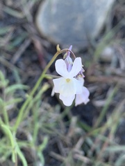 Linaria nigricans