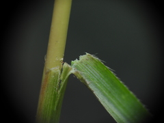 Chrysopogon sylvaticus