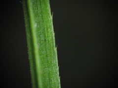 Chrysopogon sylvaticus