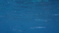 Hyporhamphus dussumieri