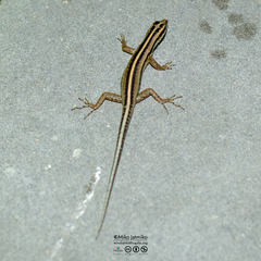 Sphenomorphus sanctus