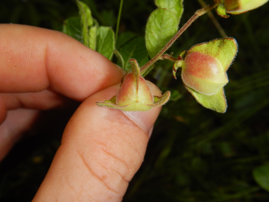 Dodonaea hispidula
