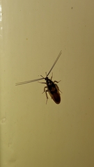 Supella dimidiata