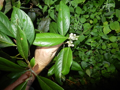 Rhodomyrtus macrocarpa