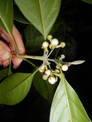 Rhodomyrtus macrocarpa