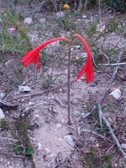 Cyrtanthus fergusoniae