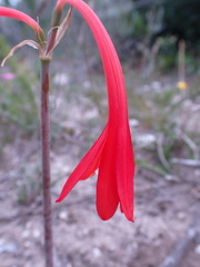 Cyrtanthus fergusoniae